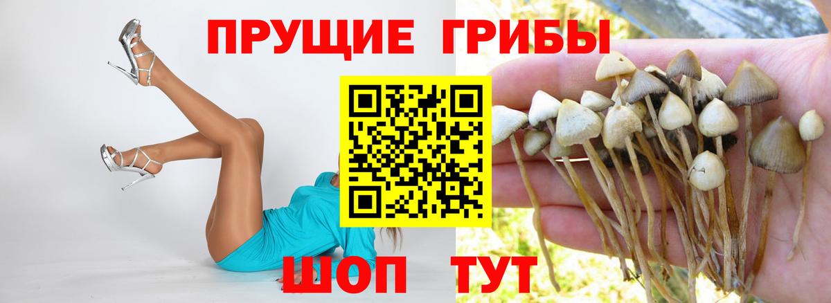 Клин  Галлюциногенные грибы Psilocybine cubensis  Вход с VPN 